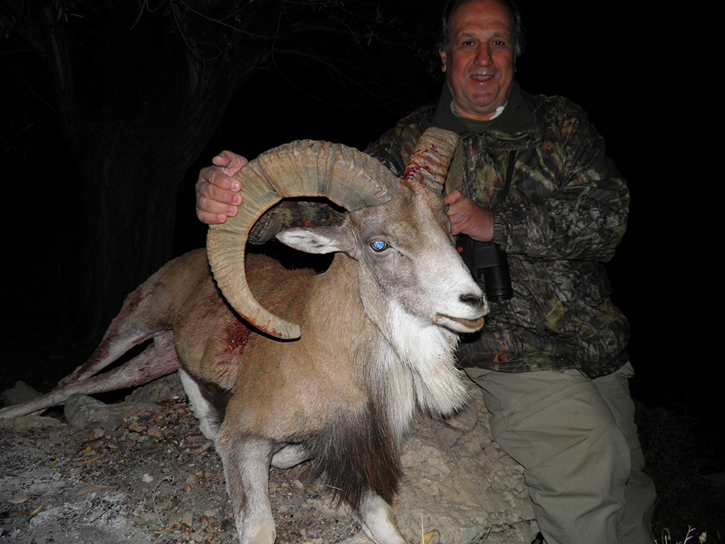 IRÁN IBEX, CARNEROS Y URIALES